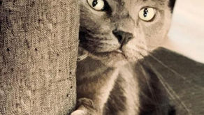 Beautiful Together Animal Sanctuary: saving animals in the Triangle