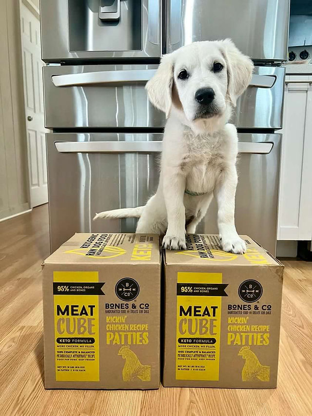 Golden with Bones and Co bulk