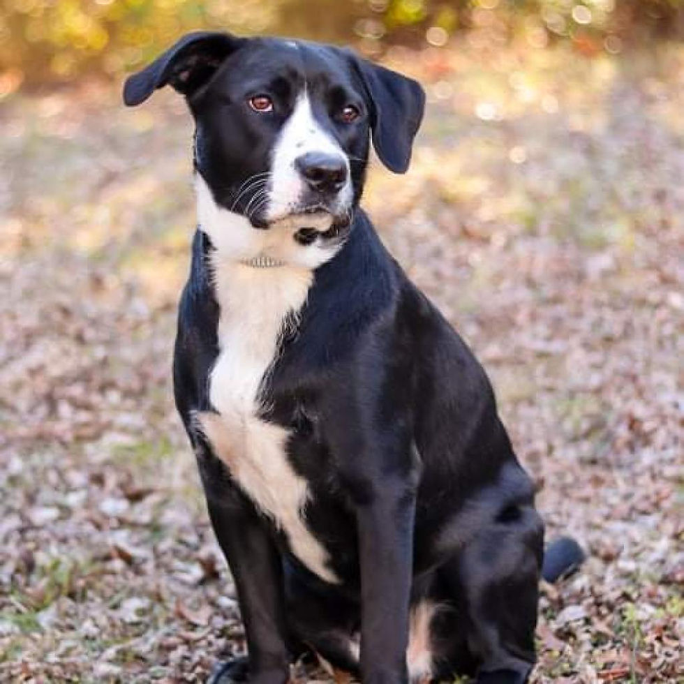 Freedom Ride Rescue; saving dogs one "freedom ride" at a time