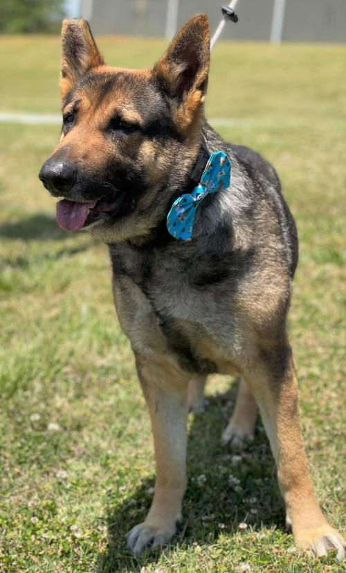 GSD's in need find their place with German Shepherd Rescue and Adoptions