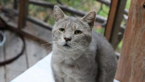 Cats of all personalities and conditions find sanctuary at The Goathouse Refuge