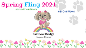 Rainbow Bridge Hospice Rescue: Providing comfort and dignity to dogs at the end of their journey