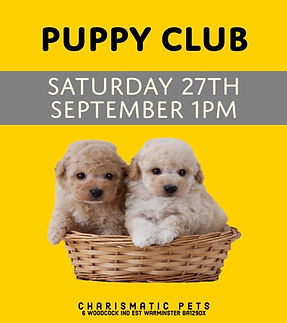 PUP CLUB.jpeg