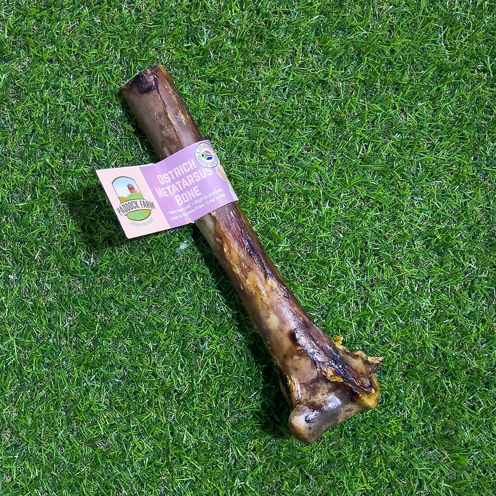OSTRICH METATARUS BONE