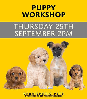 PUP WORKSHOP.JPEG