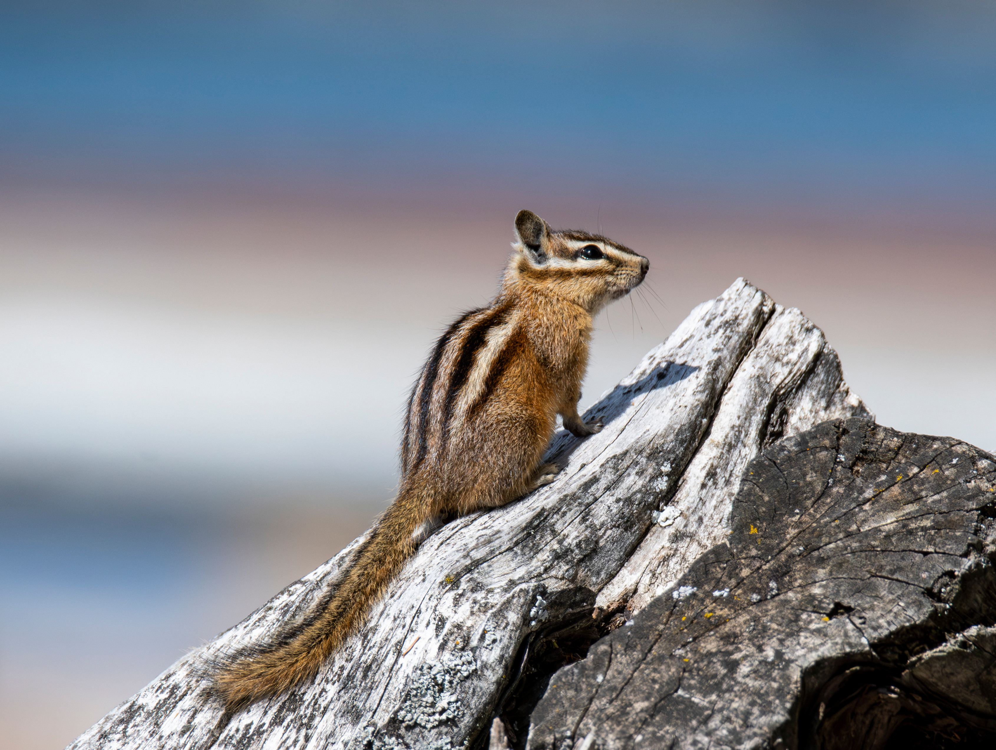 Chipmunk on Pride Log Wall Decor