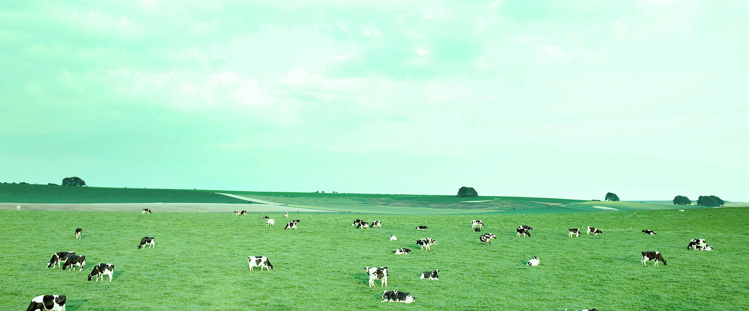 Cows_campo ok_edited.jpg