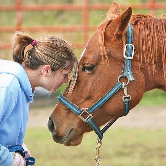 Equine Therapy Experience