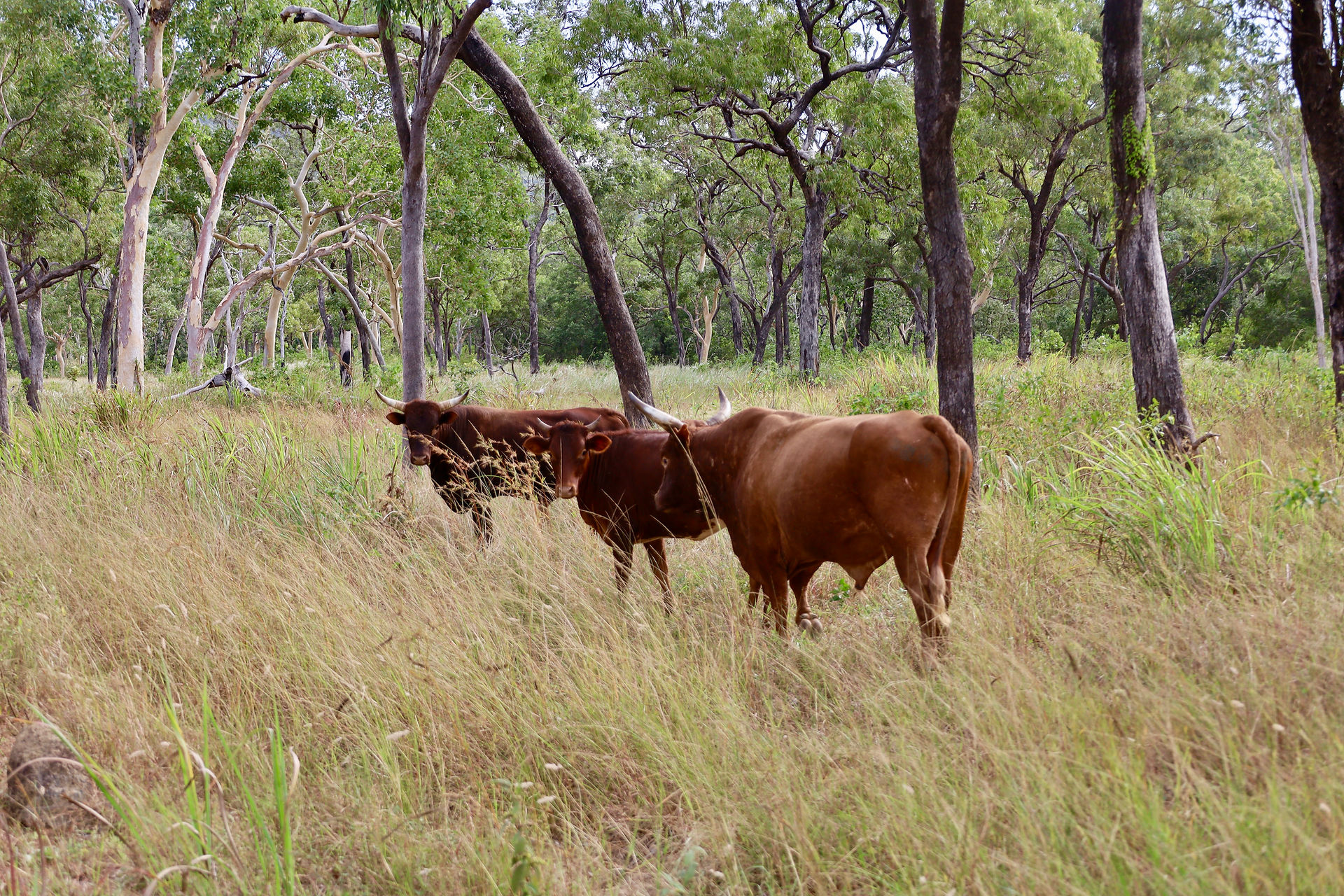 cows 