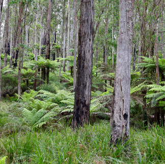 Mummel Gulf ferns