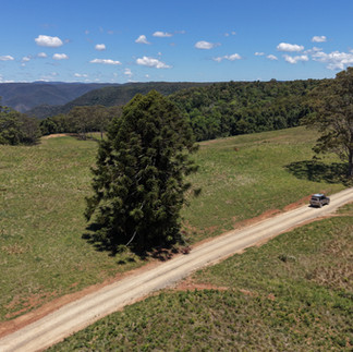 road through daisy plain
