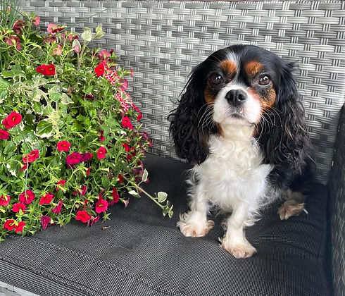 THALIE_ELEVAGE_CAVALIER_KING_CHARLES.jpg