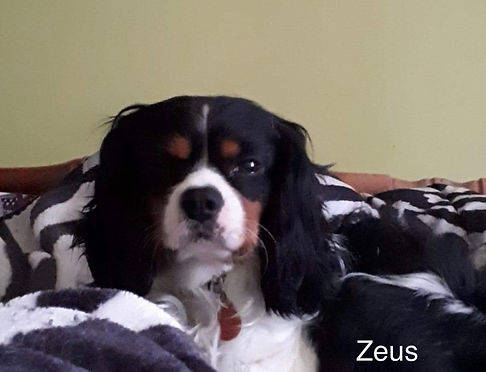 ZEUS_ELEVAGE_CAVALIER_KING_CARLES.jpg