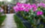 Seabreeze (7 of 25).jpg