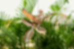 Seabreeze (2 of 25).jpg