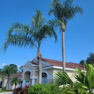 Wesley Chapel Tree pruning