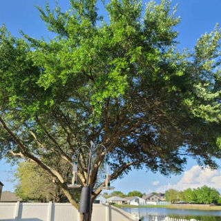 Oak Tree Trimming