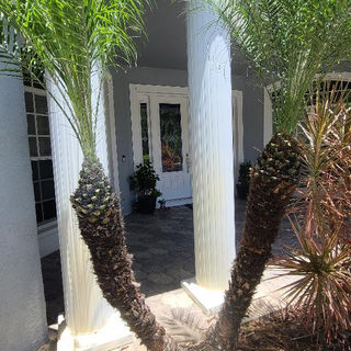 Palm Tree Trimming