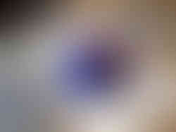 tortoiseshell butterfly on pansies painting vanessa tomada oil painter sunshine coast bc canada