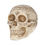 Thumbnail: Astrological Skull 20cm