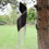 Thumbnail: Coconut Leaf Wind Chimes