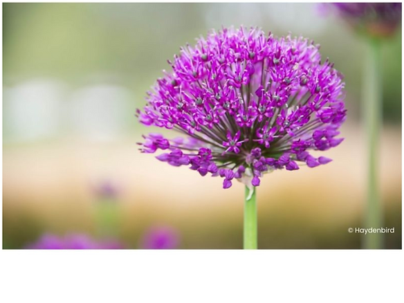 Allium cepa.png