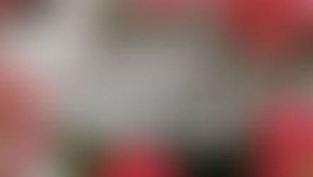 六四前一个月的鲜花与维护