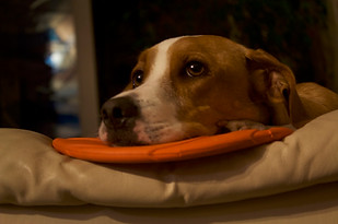 Sketch con il frisbee