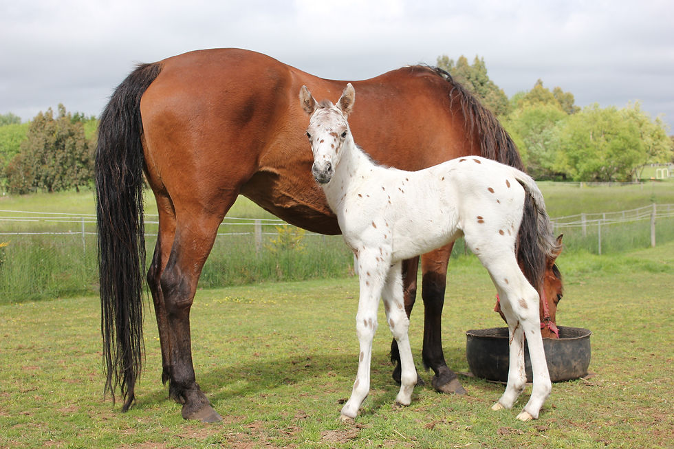 Jess and colt foal by Lane 30 Oct 2013.JPG