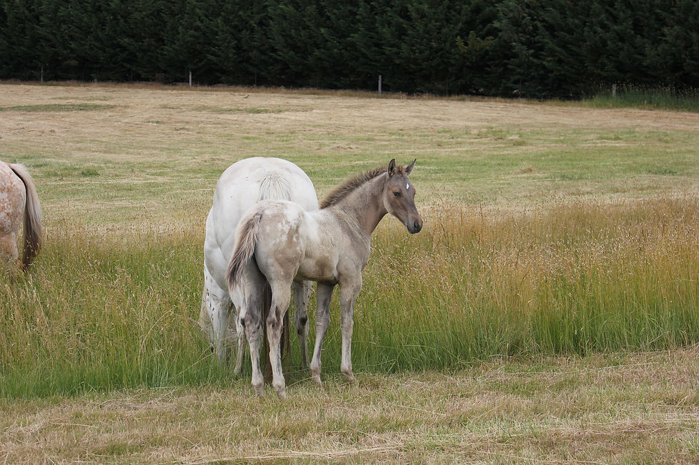 Bella 15 Dec 2012.JPG