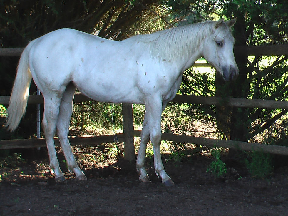 IMGA0290.JPG