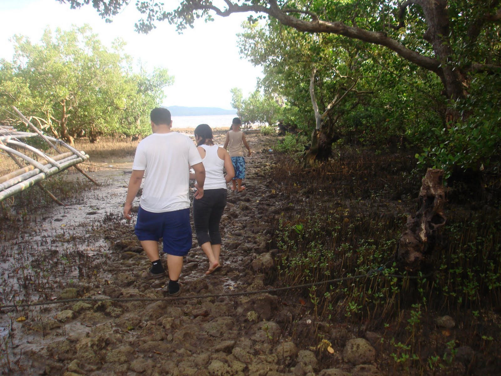 Camotes Island Mangrove Forest