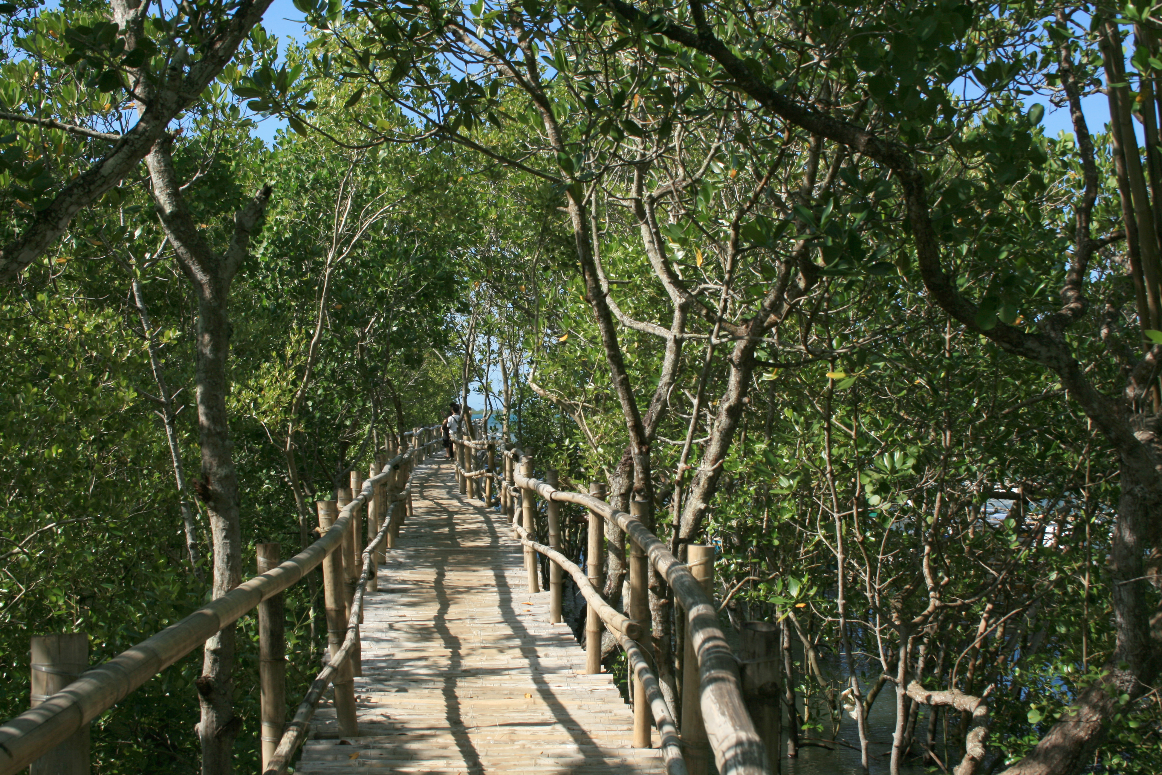 Tubigon Group of Islands Mangrove