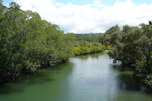 Cabilao Sandigan Island Mangrove