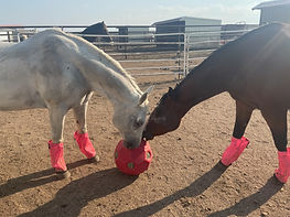 Remi and Snowflake.jpg