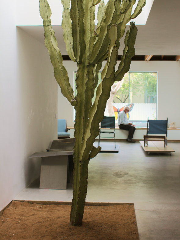 Interior space with a tall cactus and two modern chairs with blue fabric backrests in the background.