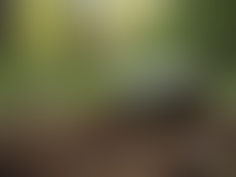 Explore the Functionality of Biome Bombs in Vivariums