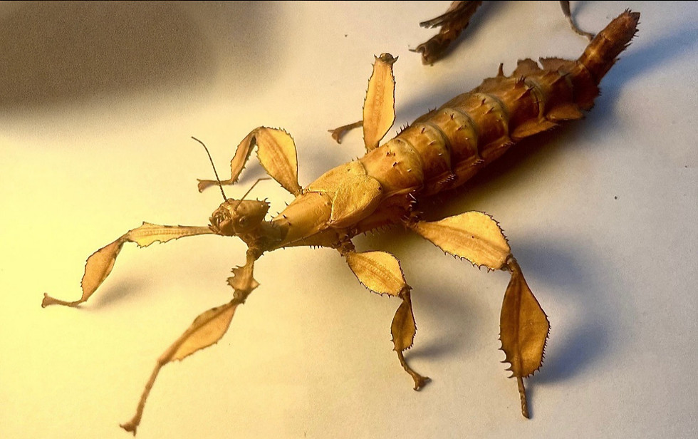 Thumbnail: Macleay's Spectre stick insects