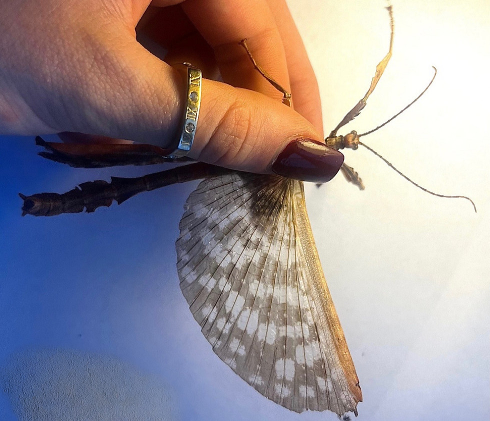 Thumbnail: Macleay's Spectre stick insects