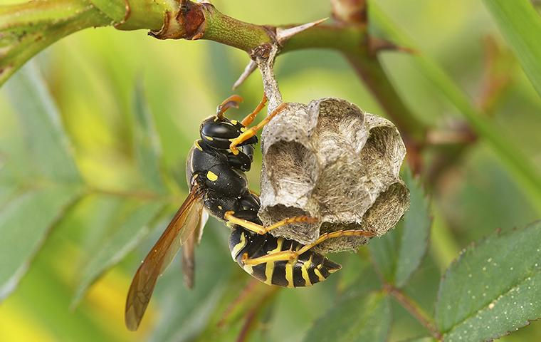 Safeguarding Idaho Falls From Wasps
