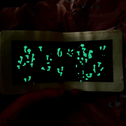 Mycena Chlorophos Mushrooms