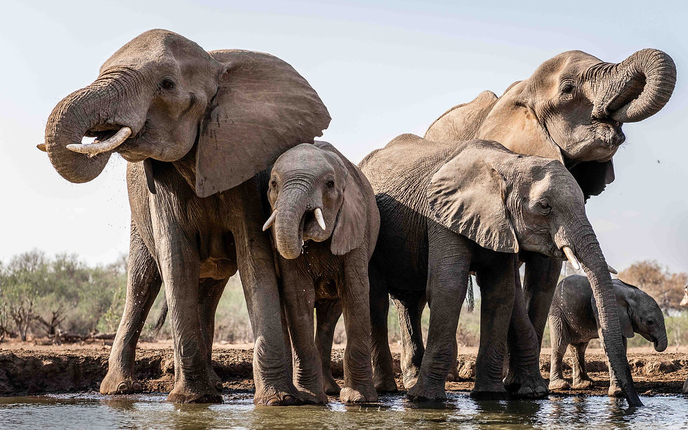 African Elephants