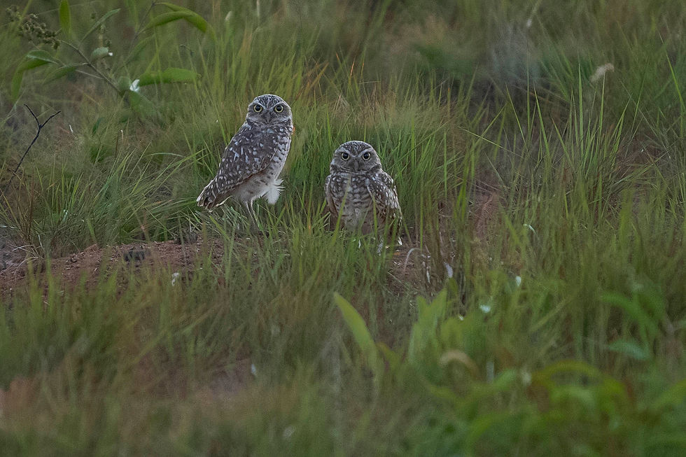 Burrowing Owls