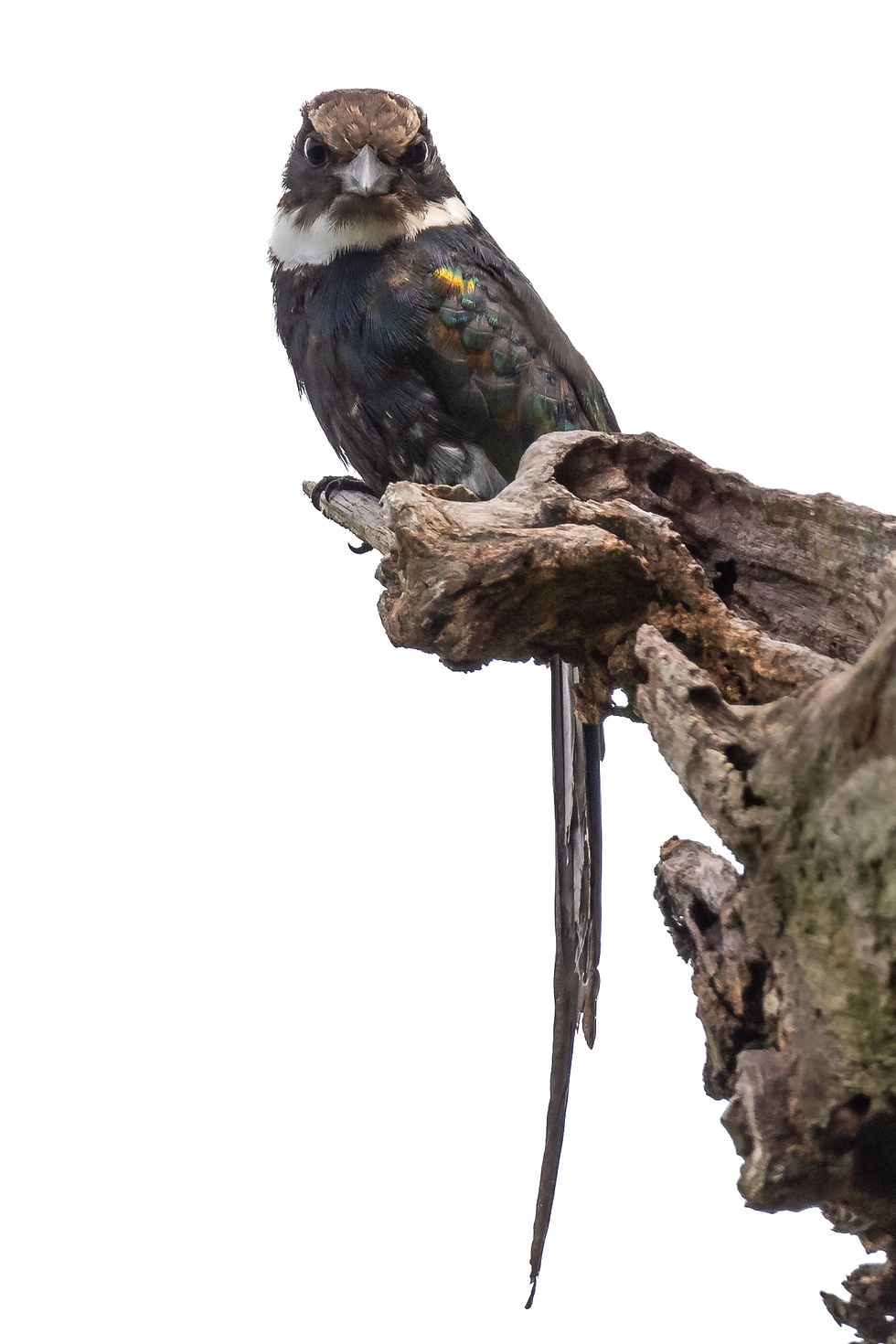 Jacamar