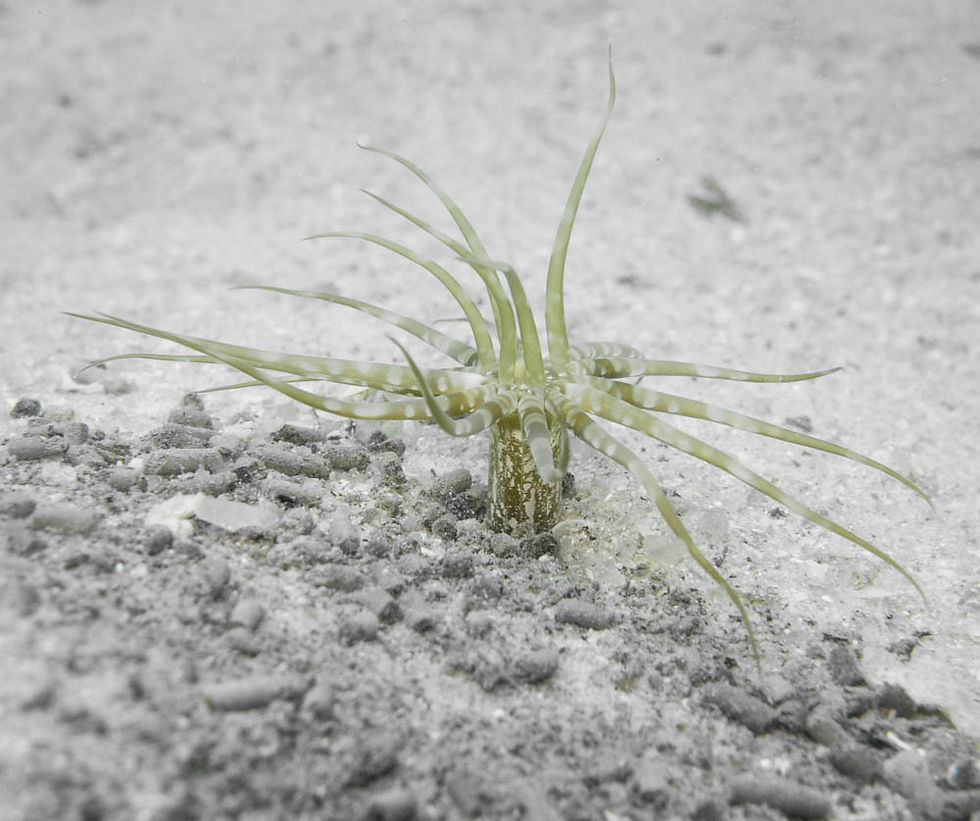 Tube Anemone