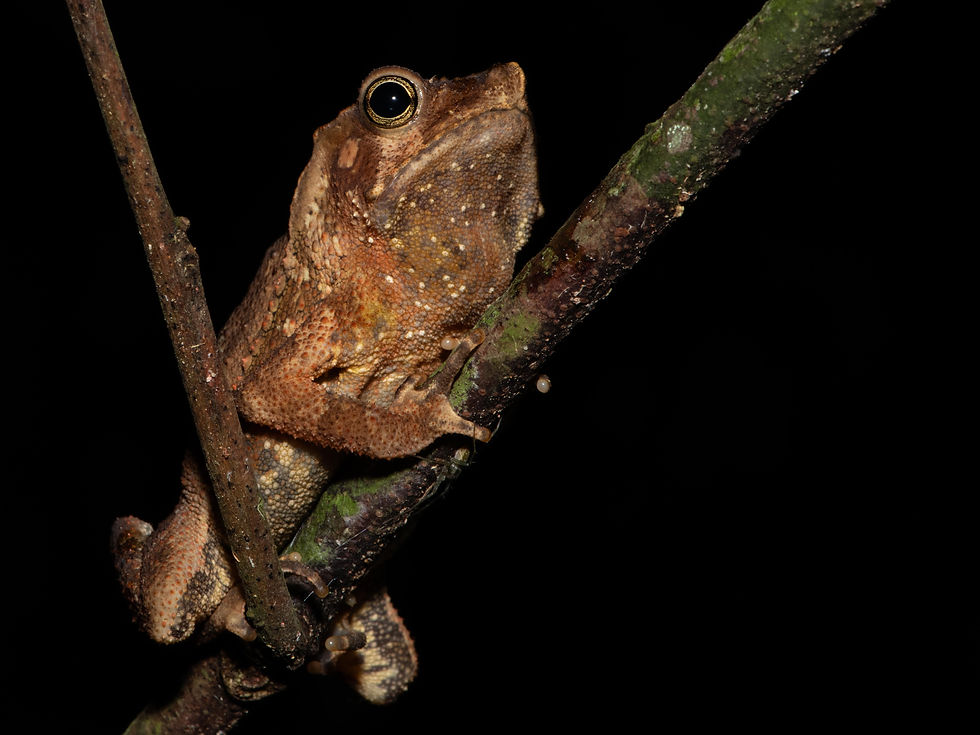 Toad