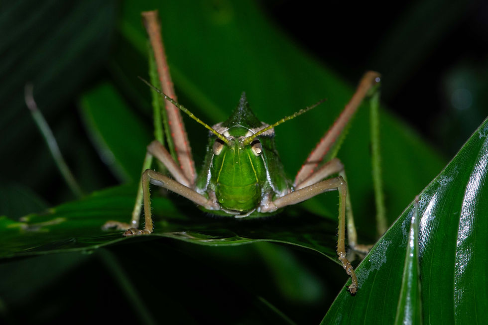 Katydid