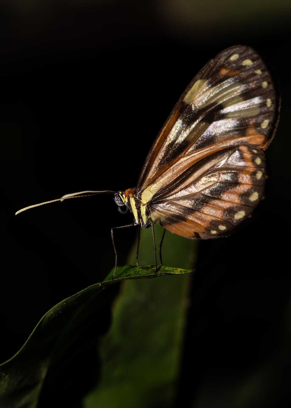 Butterfly at Night