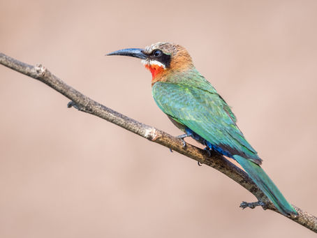 Special Edition: A Photographic Tribute to the Graceful Bee Eater