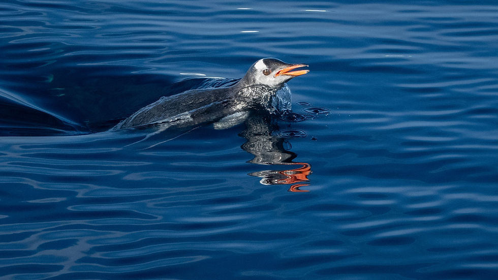 Gentoo Penguin
